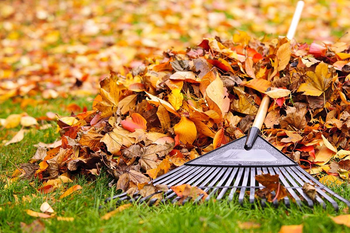 Fall Lawncare