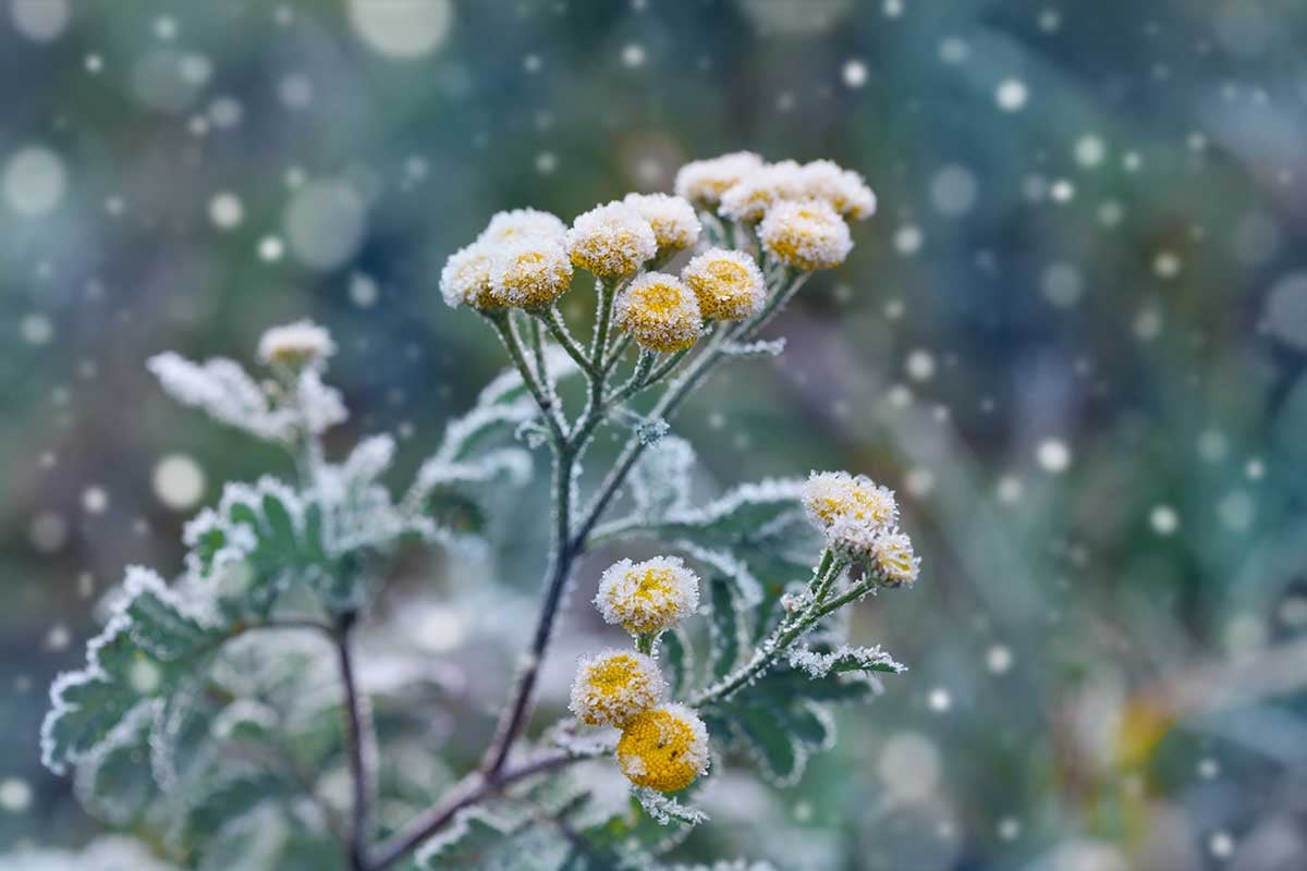 Winter_Blooms