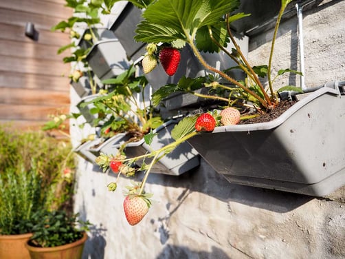 Vertical Garden