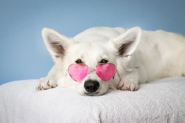 dog wearing pink heart-shaped glasses