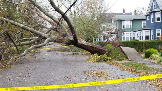 Fallen tree after hurricane in HOA community